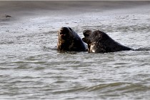 Phoques D5 17-10-25 089   Photos ACG 2017