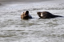 Phoques D5 17-10-25 092   Photos ACG 2017