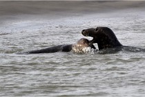 Phoques D5 17-10-25 098   Photos ACG 2017