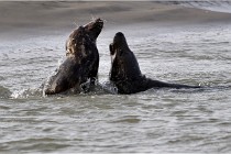 Phoques D5 17-10-25 099   Photos ACG 2017