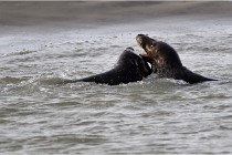 Phoques D5 17-10-25 100   Photos ACG 2017