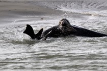 Phoques D5 17-10-25 105   Photos ACG 2017