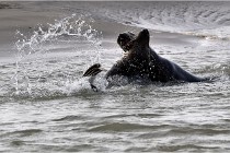 Phoques D5 17-10-25 106   Photos ACG 2017