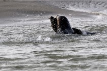 Phoques D5 17-10-25 107   Photos ACG 2017