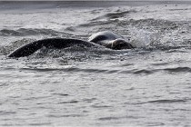 Phoques D5 17-10-25 129   Photos ACG 2017