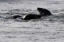 Phoques D5 17-10-25 130   Photos ACG 2017