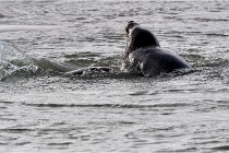 Phoques D5 17-10-25 159   Photos ACG 2017