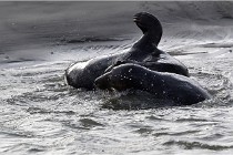 Phoques D5 17-10-25 177   Photos ACG 2017