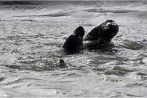 Phoques D5 17-10-25 202   Photos ACG 2017