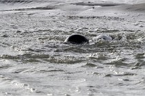 Phoques D5 17-10-25 207   Photos ACG 2017