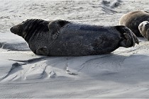 Phoques D5 17-10-25 209   Photos ACG 2017