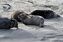 Phoques D5 17-10-25 215   Photos ACG 2017