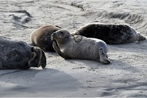 Phoques D5 17-10-25 216   Photos ACG 2017