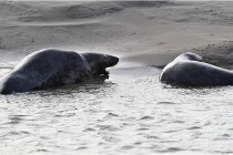 Phoques D5 17-10-25 223   Photos ACG 2017