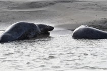 Phoques D5 17-10-25 225   Photos ACG 2017