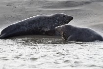 Phoques D5 17-10-25 236   Photos ACG 2017