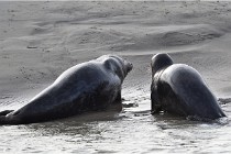 Phoques D5 17-10-25 240   Photos ACG 2017