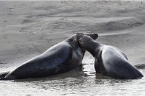 Phoques D5 17-10-25 242   Photos ACG 2017