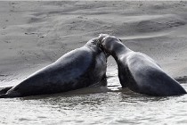 Phoques D5 17-10-25 243   Photos ACG 2017