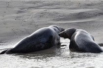 Phoques D5 17-10-25 245   Photos ACG 2017