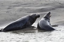 Phoques D5 17-10-25 248   Photos ACG 2017