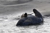 Phoques D5 17-10-25 278   Photos ACG 2017