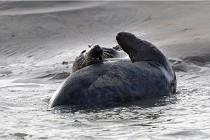 Phoques D5 17-10-25 279   Photos ACG 2017