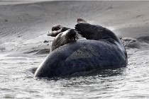 Phoques D5 17-10-25 280   Photos ACG 2017