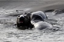 Phoques D5 17-10-25 283   Photos ACG 2017