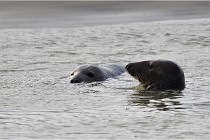 Phoques D5 17-10-25 307   Photos ACG 2017