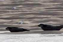 Phoques D5 17-10-25 339   Photos ACG 2017