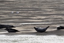 Phoques D5 17-10-25 343   Photos ACG 2017