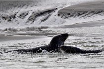 Phoques D5 17-10-25 361   Photos ACG 2017