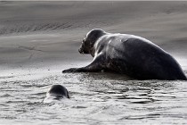 Phoques D5 17-10-25 379   Photos ACG 2017