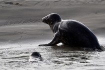 Phoques D5 17-10-25 381   Photos ACG 2017