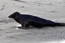 Phoques D5 17-10-25 419   Photos ACG 2017