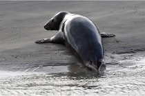 Phoques D5 17-10-25 429   Photos ACG 2017