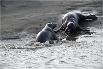 Phoques D5 17-10-25 437   Photos ACG 2017