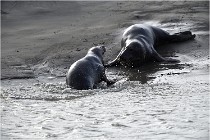 Phoques D5 17-10-25 438   Photos ACG 2017