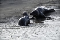 Phoques D5 17-10-25 439   Photos ACG 2017