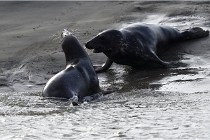 Phoques D5 17-10-25 440   Photos ACG 2017