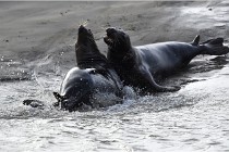 Phoques D5 17-10-25 445   Photos ACG 2017