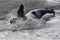 Phoques D5 17-10-25 447   Photos ACG 2017