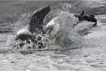 Phoques D5 17-10-25 448   Photos ACG 2017