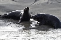 Phoques D5 17-10-25 477   Photos ACG 2017