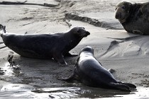 Phoques D5 17-10-25 483   Photos ACG 2017