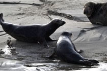 Phoques D5 17-10-25 484   Photos ACG 2017