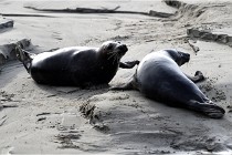 Phoques D5 17-10-25 493   Photos ACG 2017