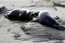 Phoques D5 17-10-25 497   Photos ACG 2017