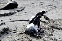 Phoques D5 17-10-25 511   Photos ACG 2017